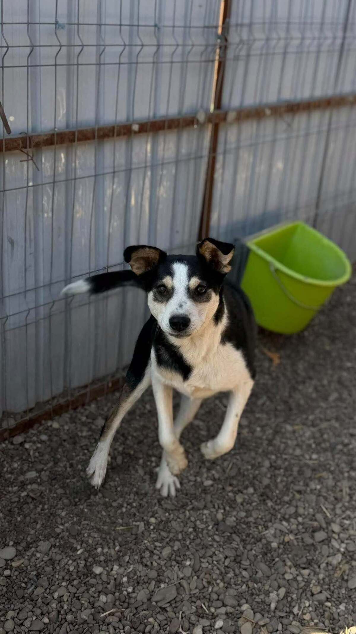 Adoption MANGUO