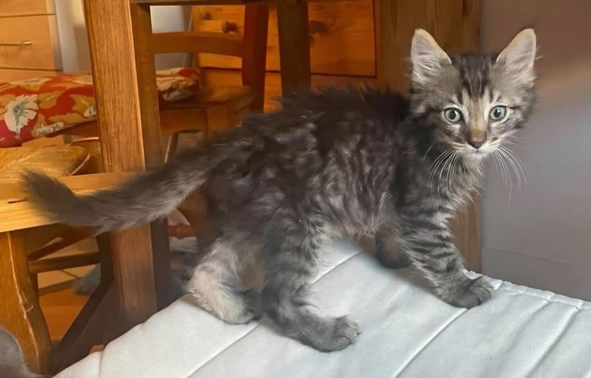 Adoption PUYU