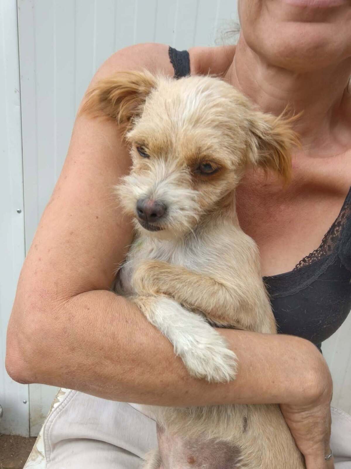 Adoption Bella