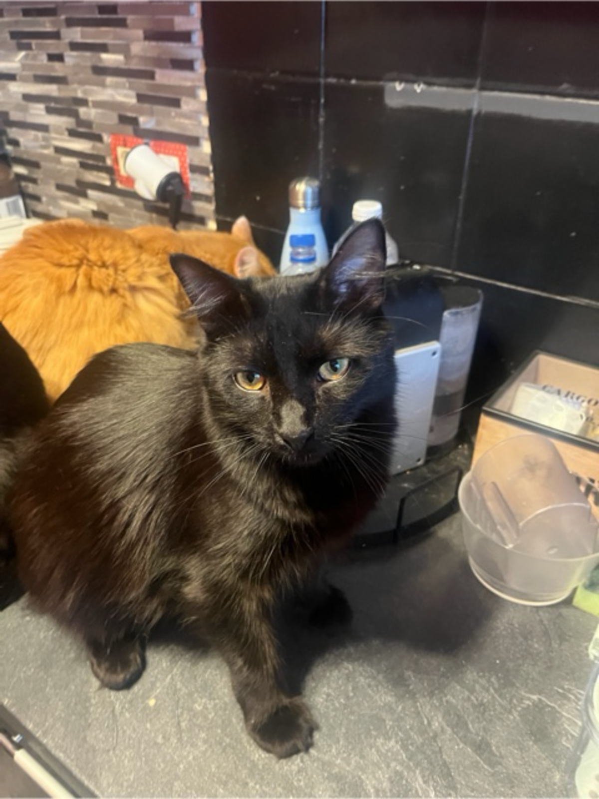 Adoption Moka