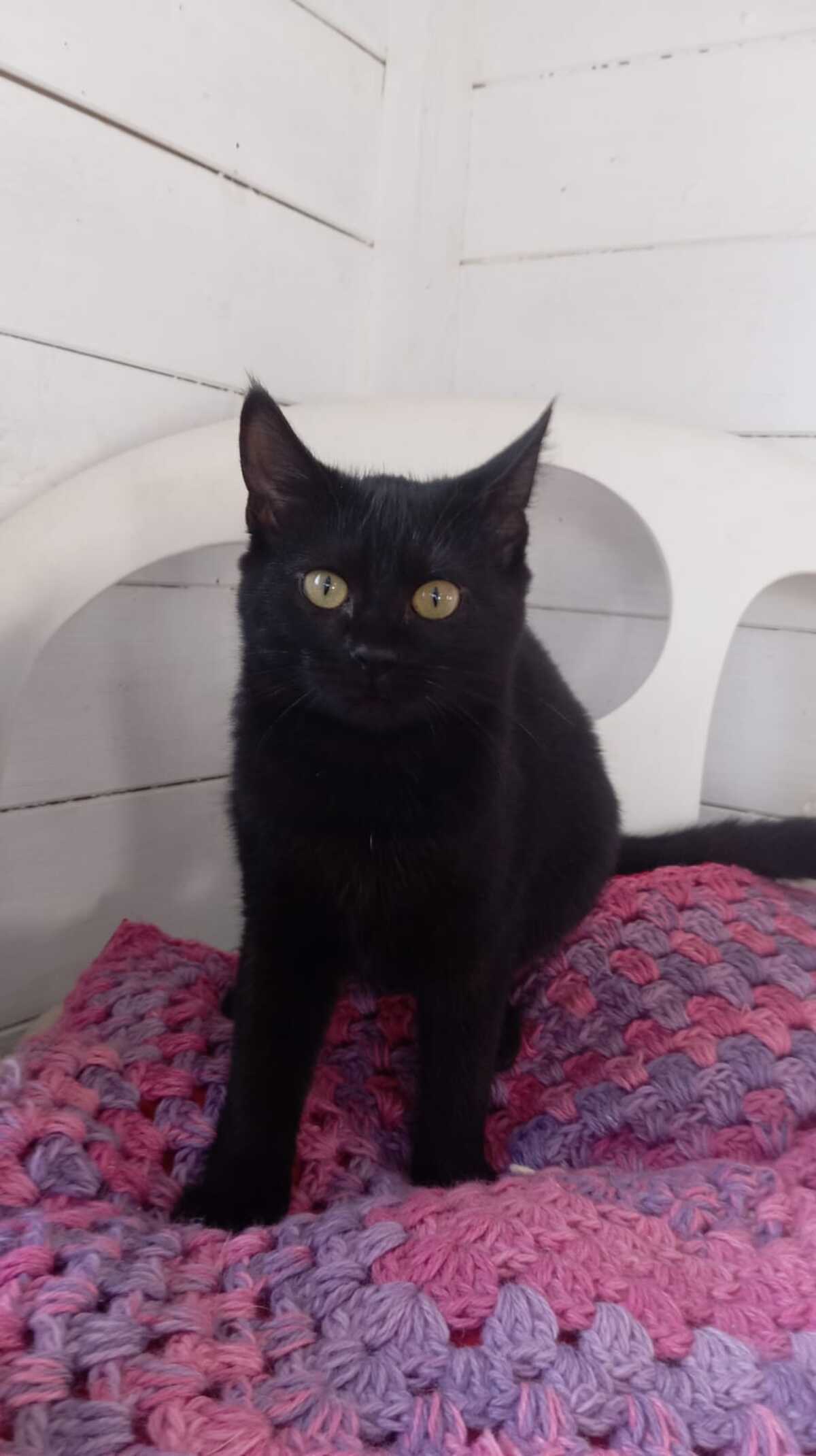 Adoption Nougatine