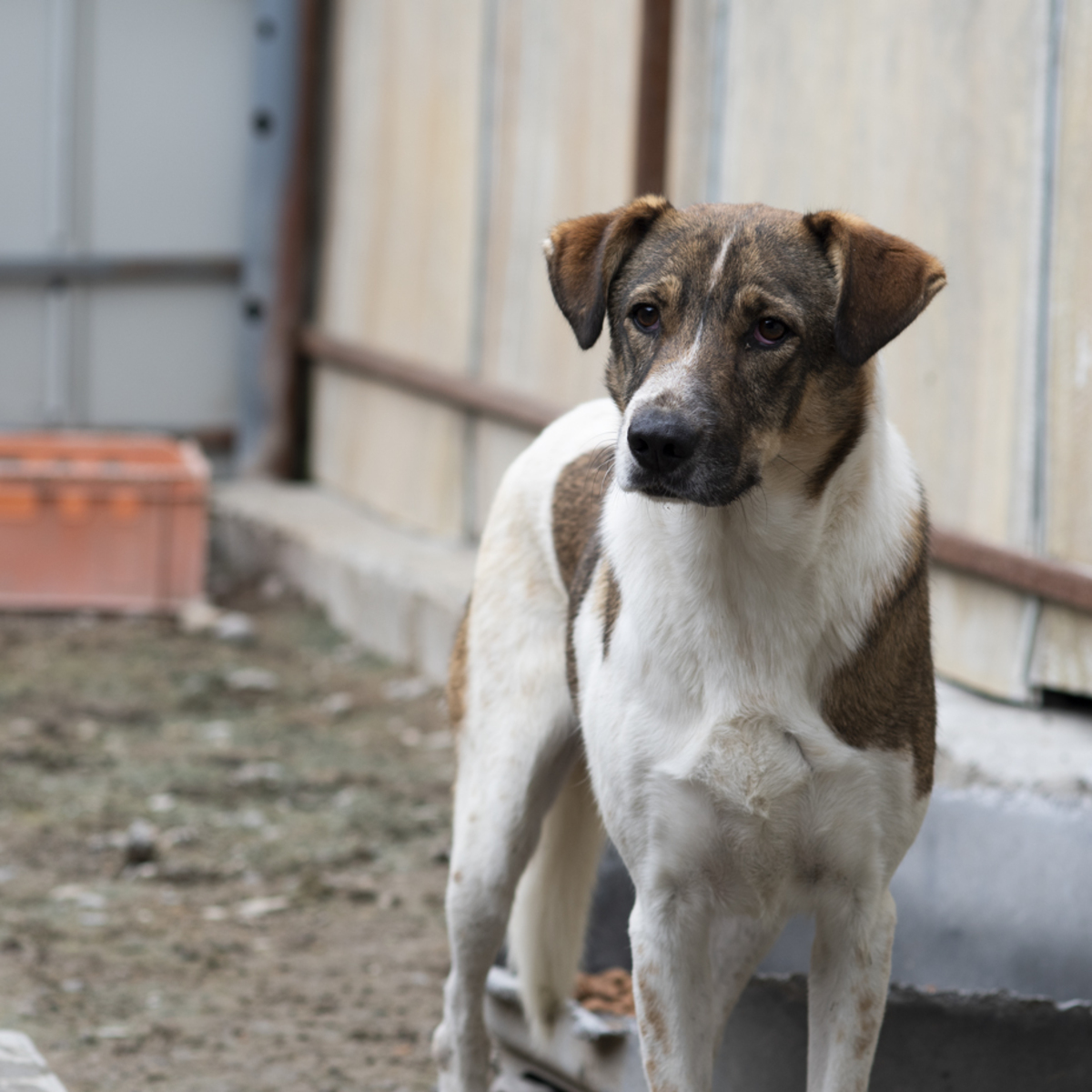 Adoption Fidji