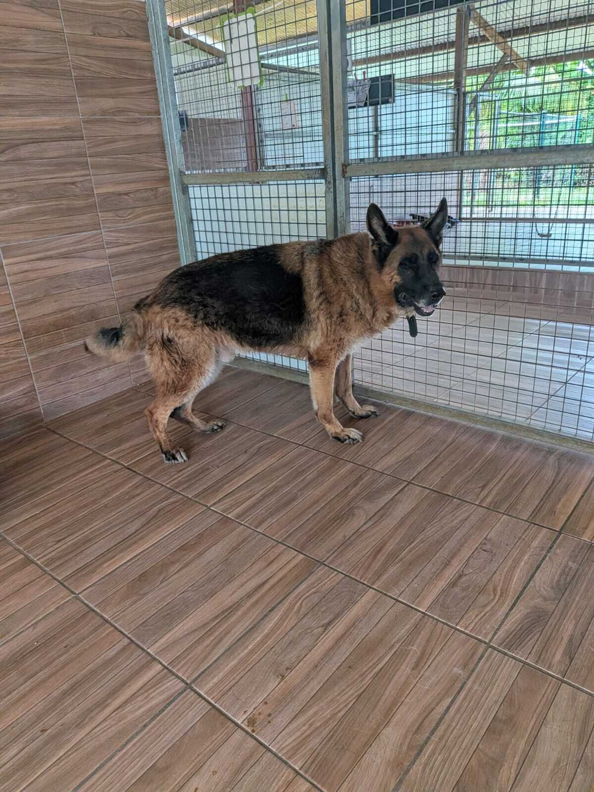 Adoption Néron