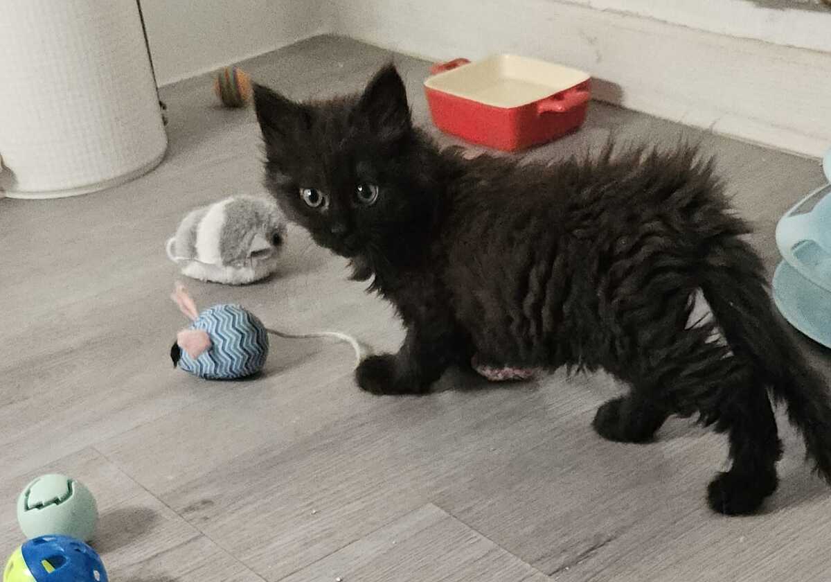 Adoption Lisette