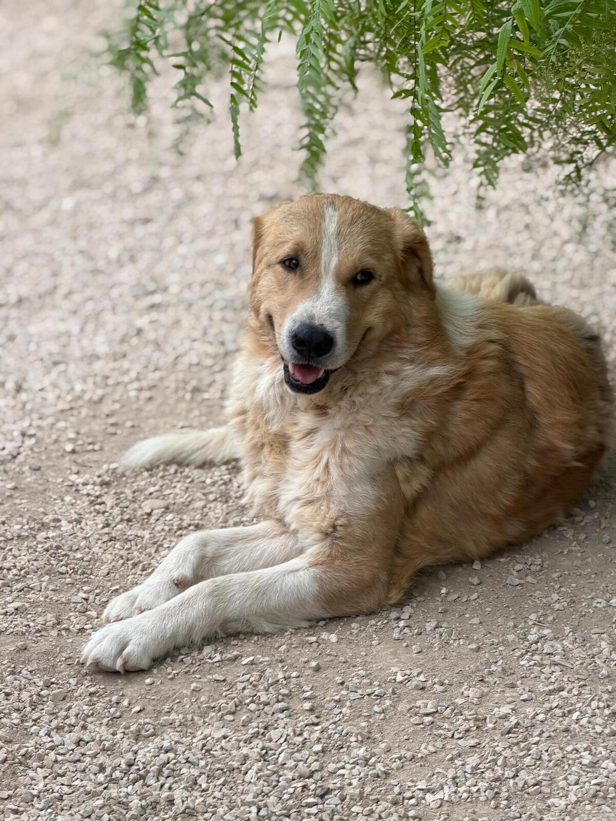 Adoption Guapo