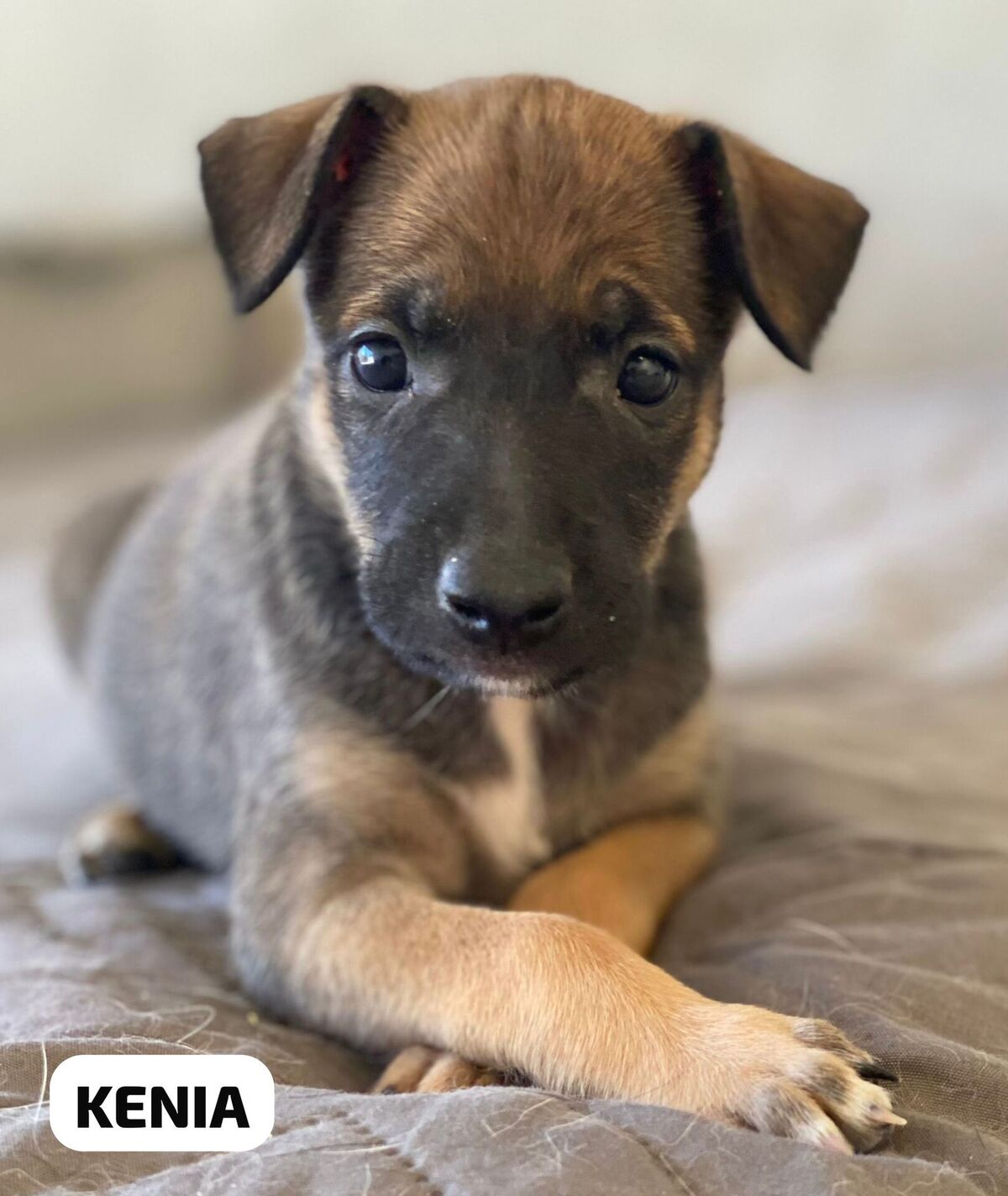 Adoption Kenia