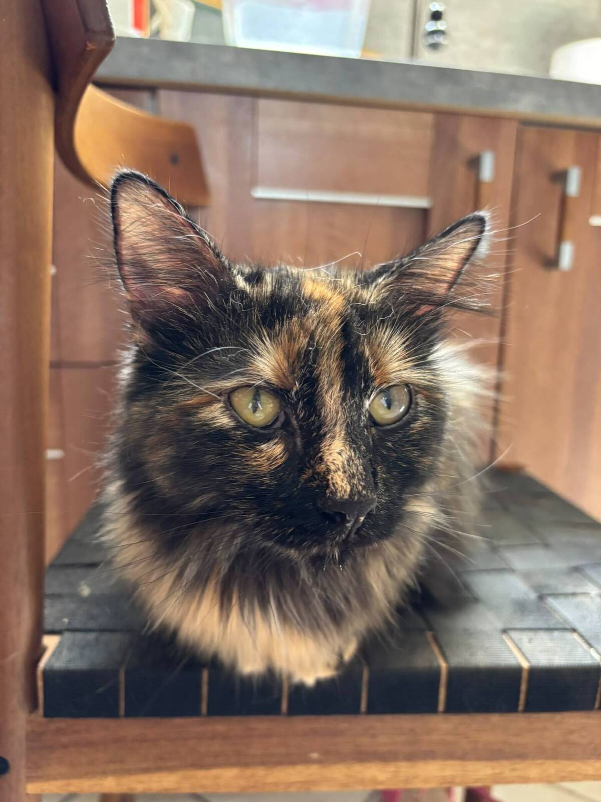 Adoption Nala