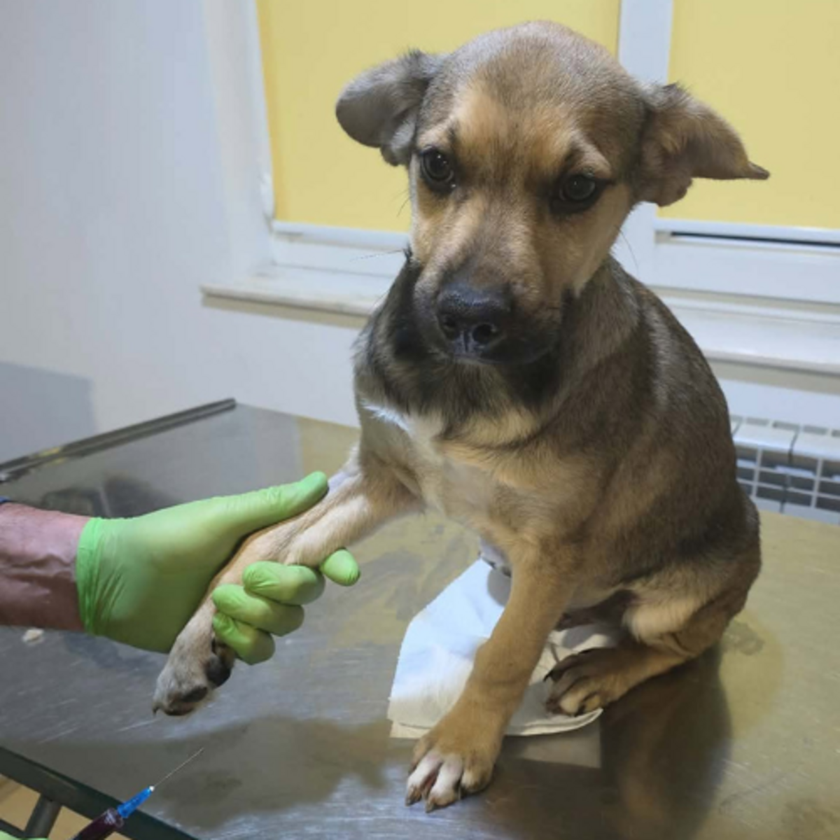 Adoption Mario