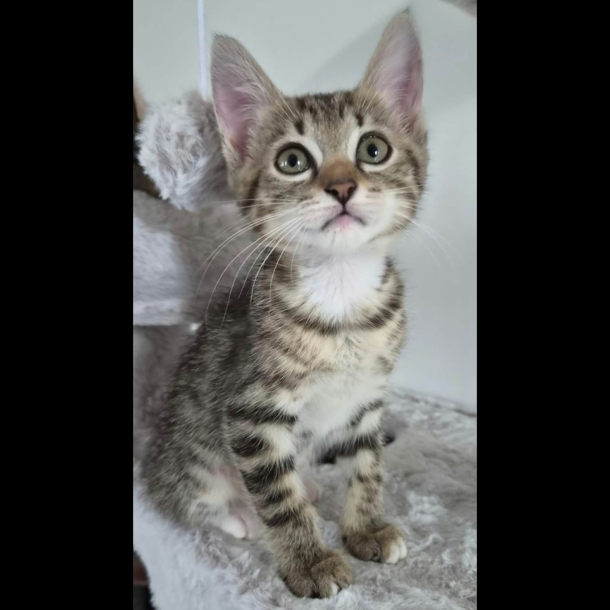 Adoption Mila