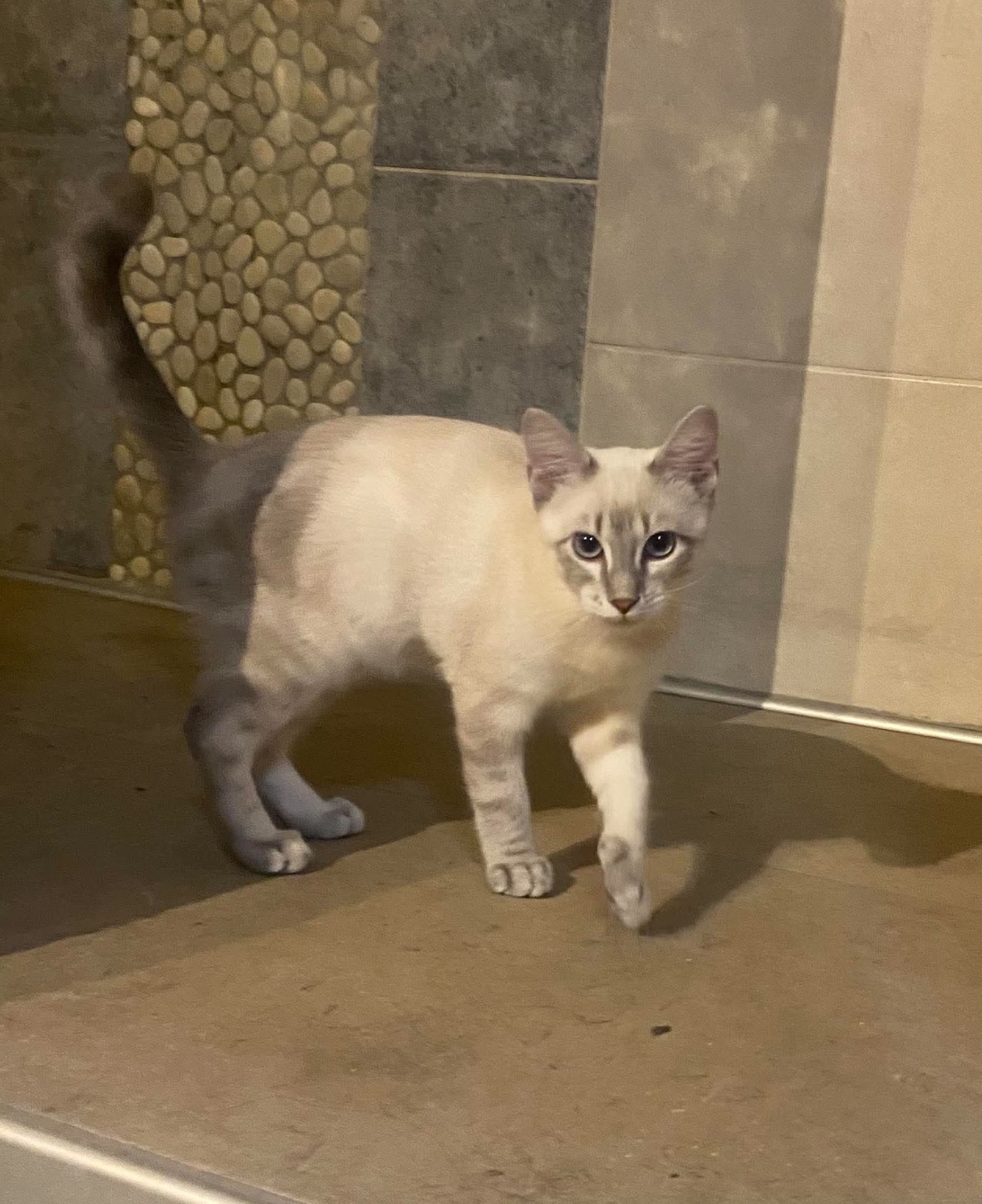 Adoption Neige
