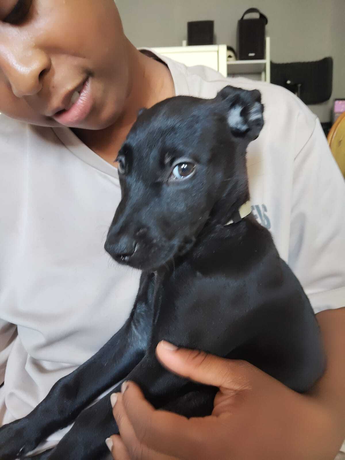 Adoption Alma
