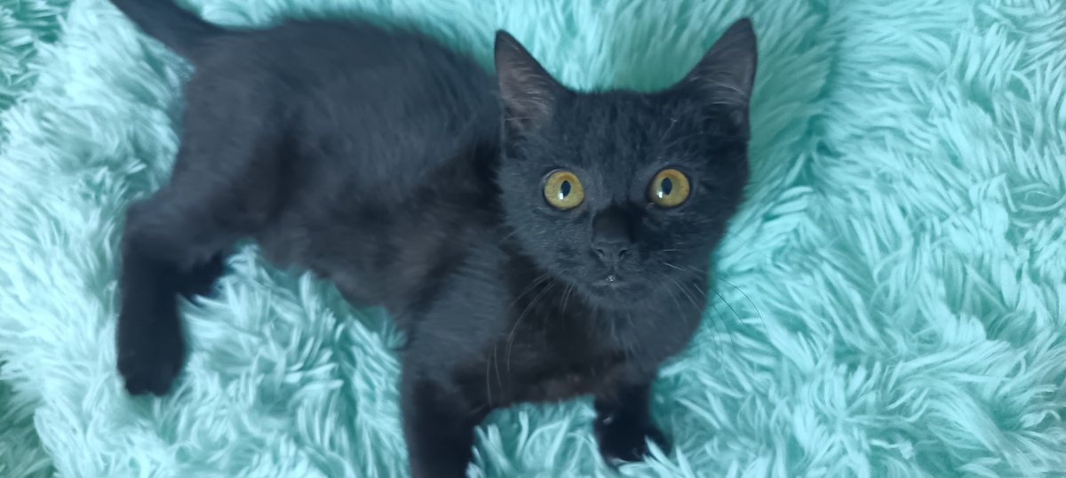 Adoption Bulma