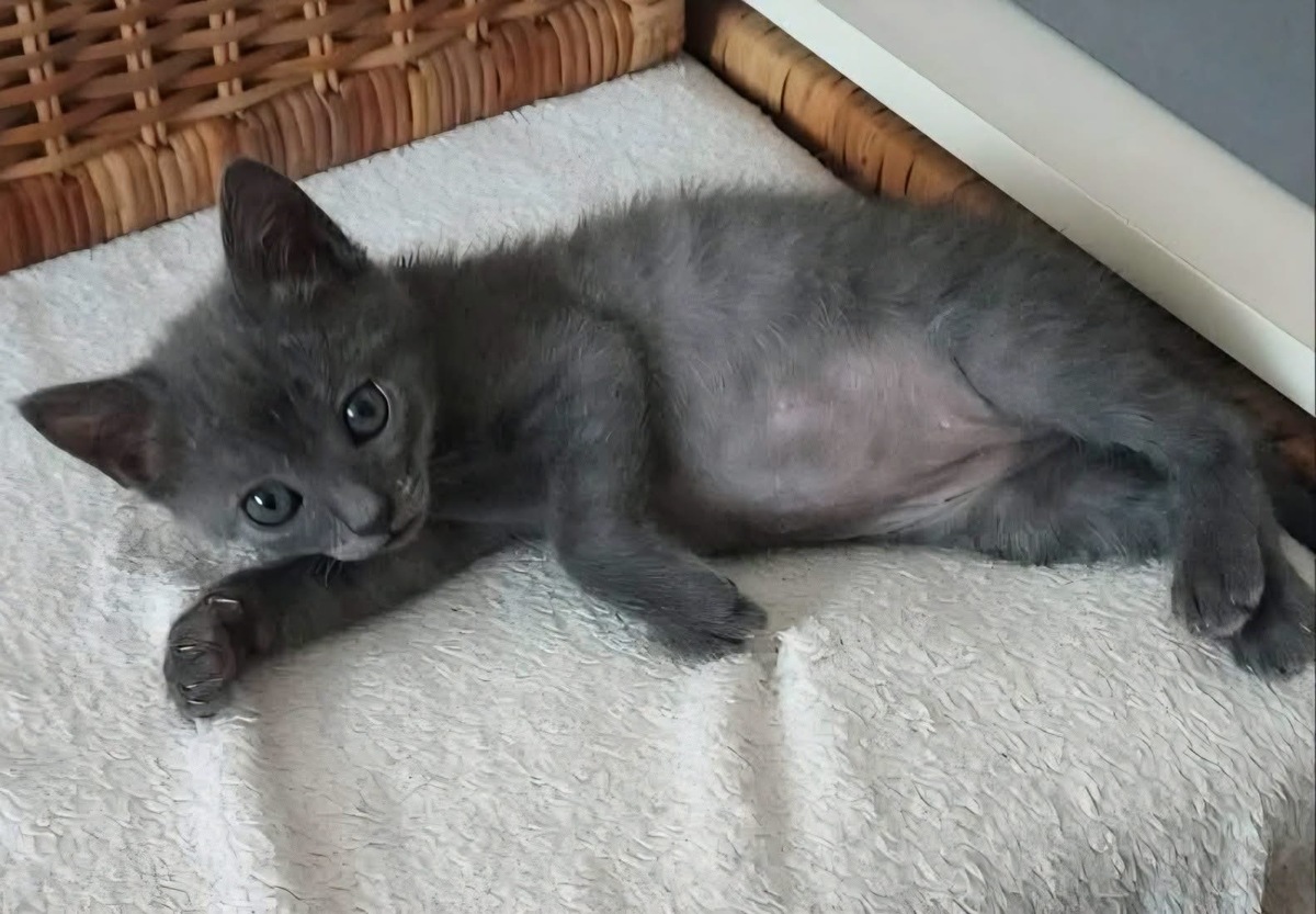 Adoption Ildut 