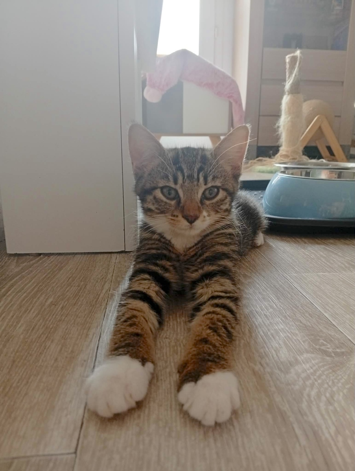 Adoption Buffy