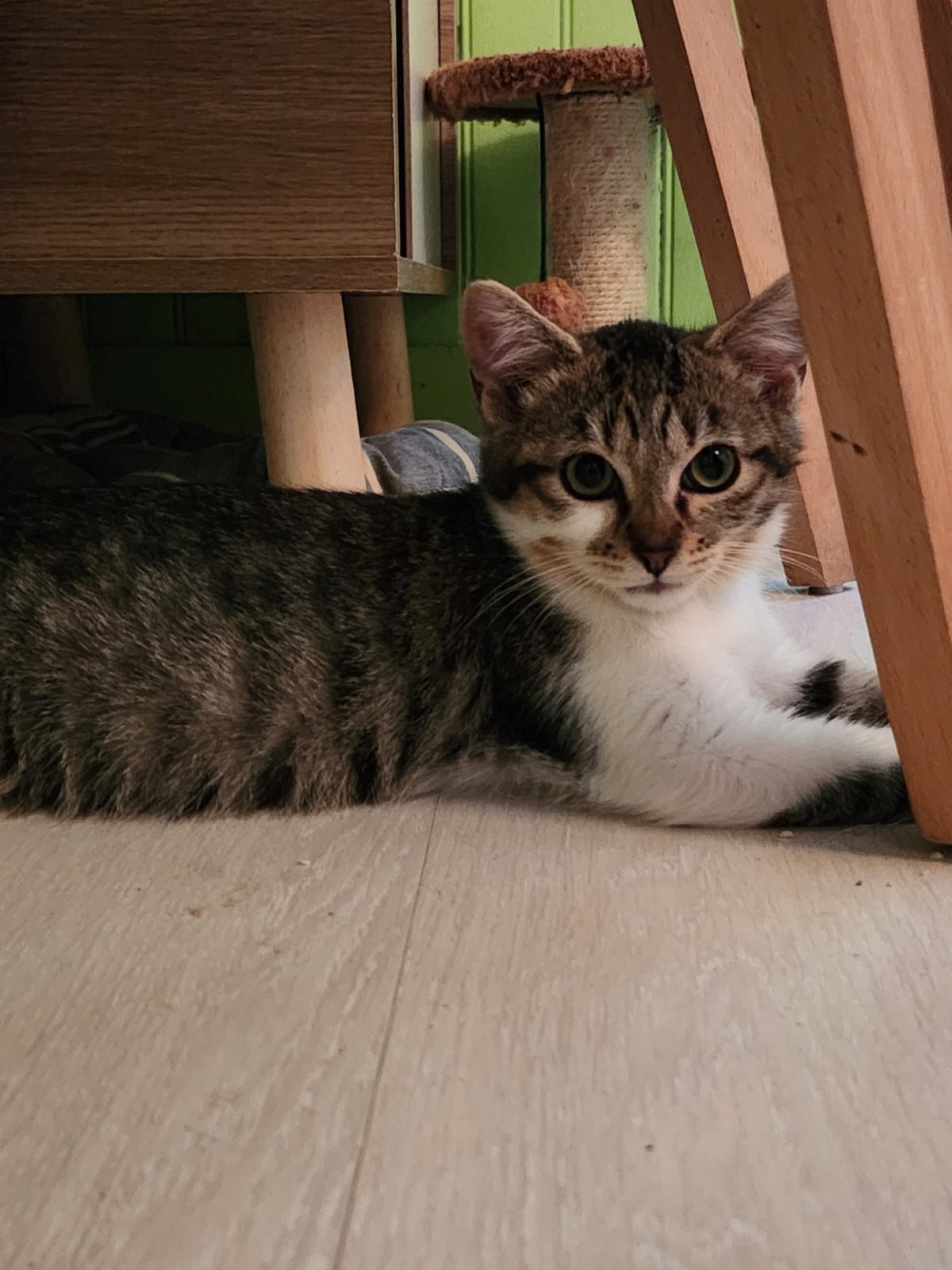 Adoption BLUEY