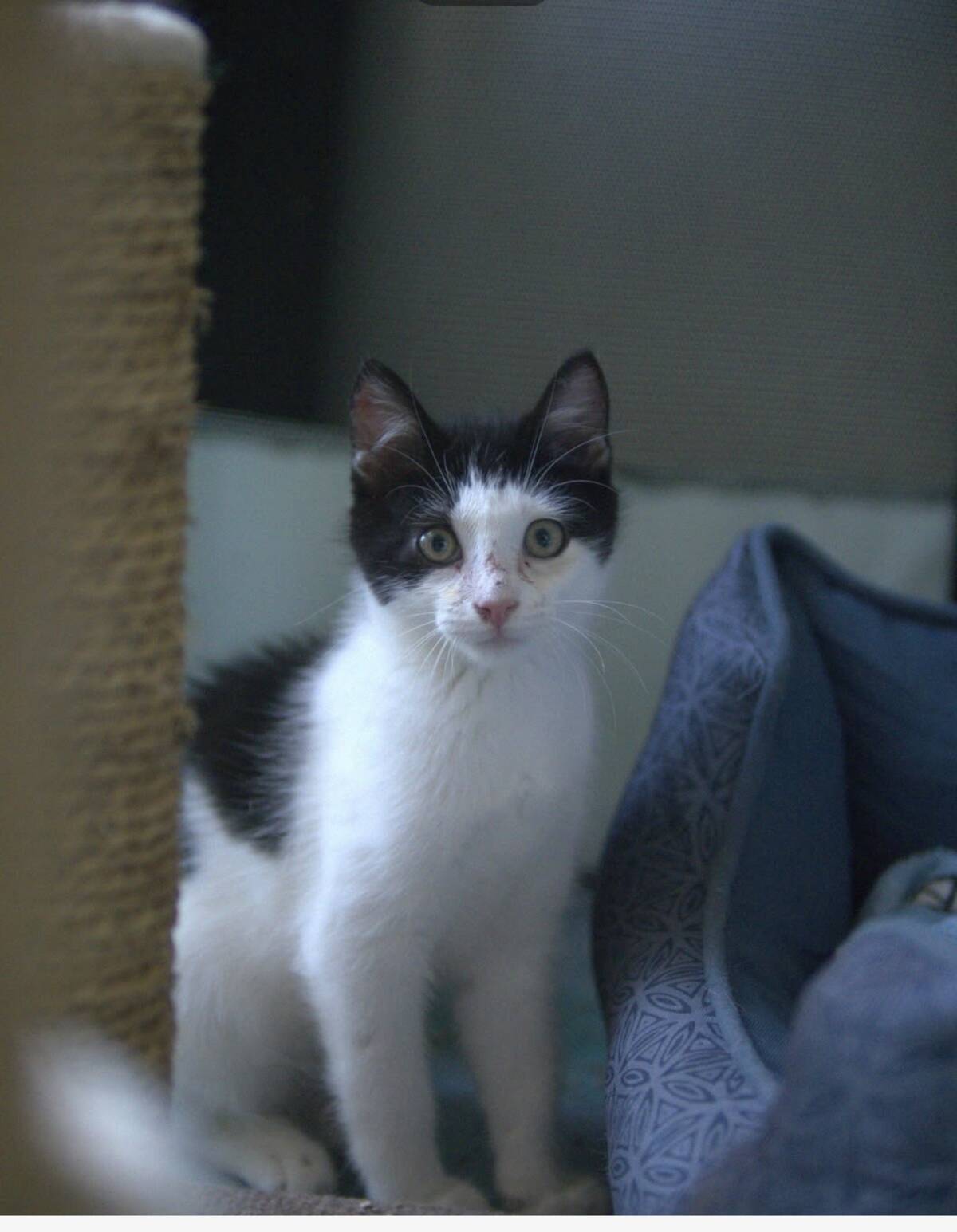Adoption Blossom