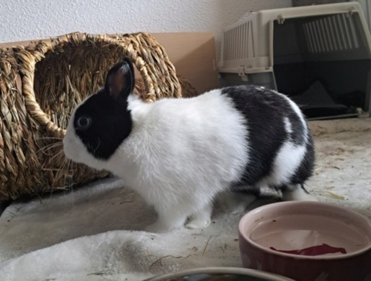 Adoption Loky