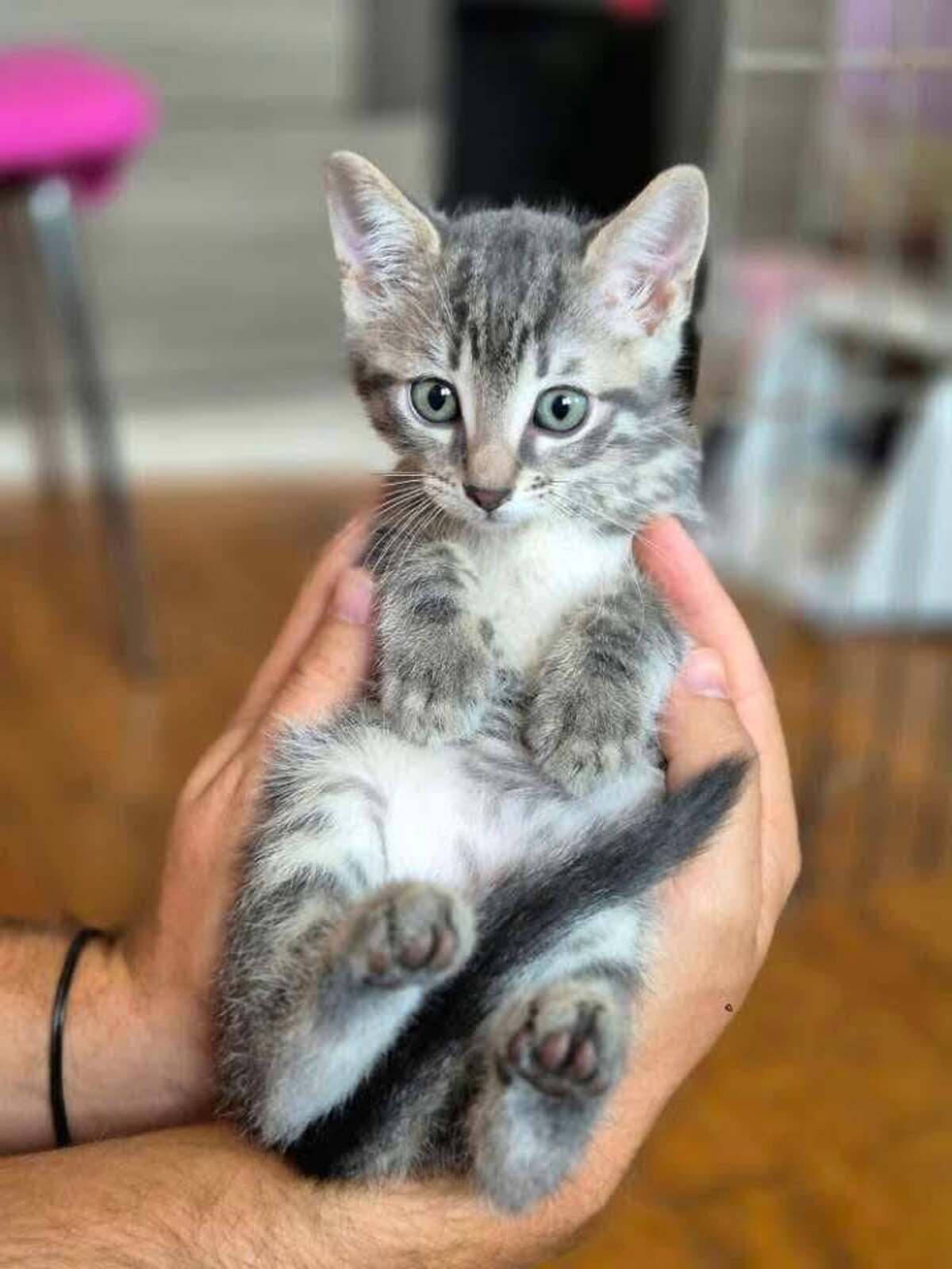 Adoption Lô, Chipie et Asanté