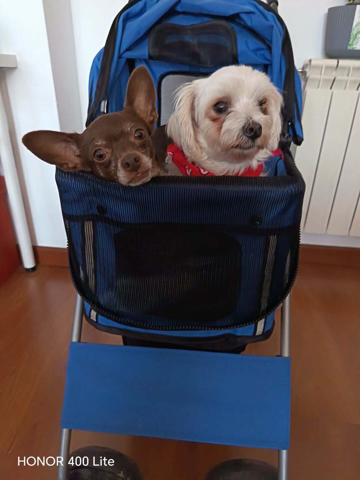 Adoption Tuli et Pirata 