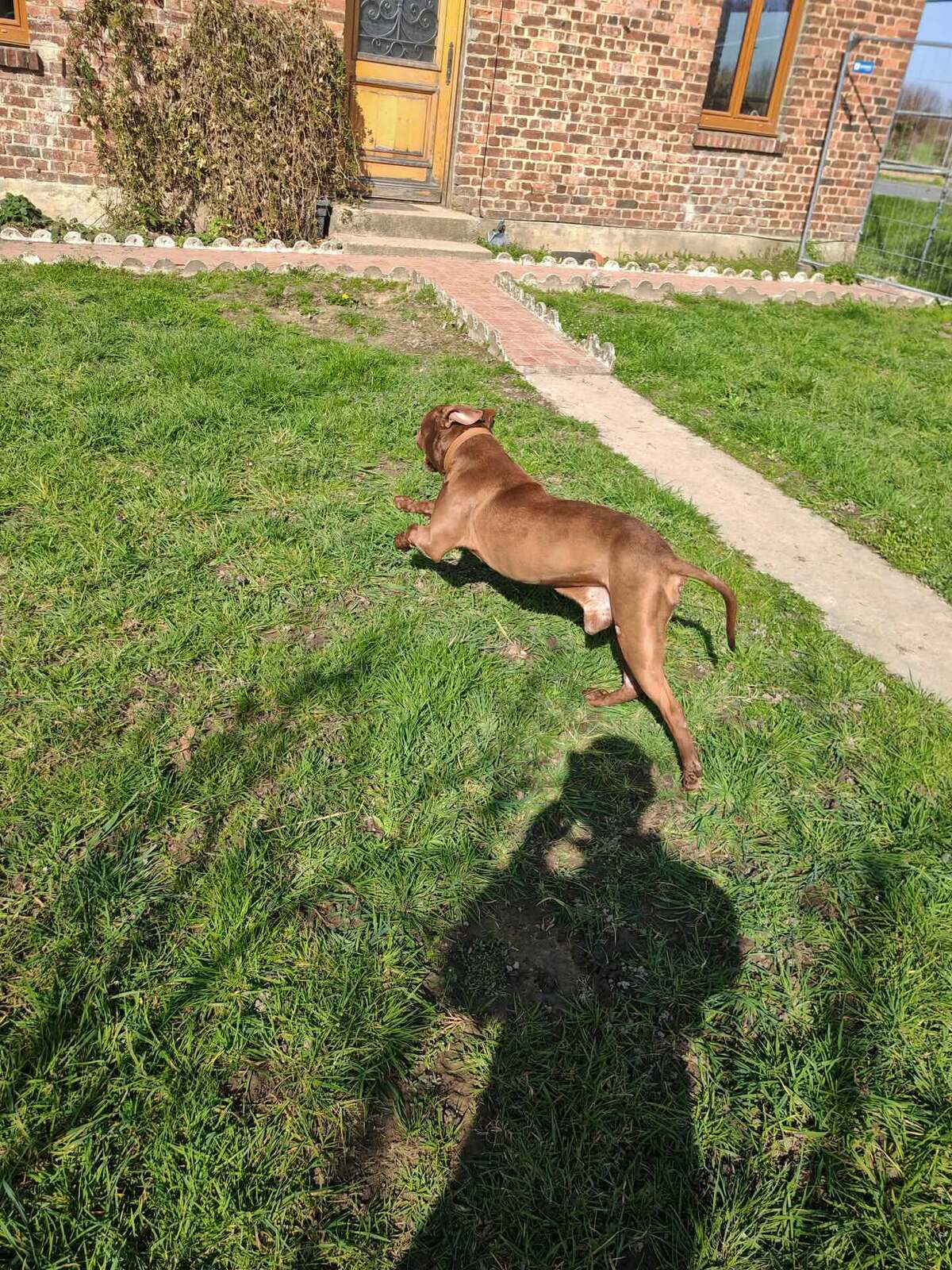 Adoption Choco