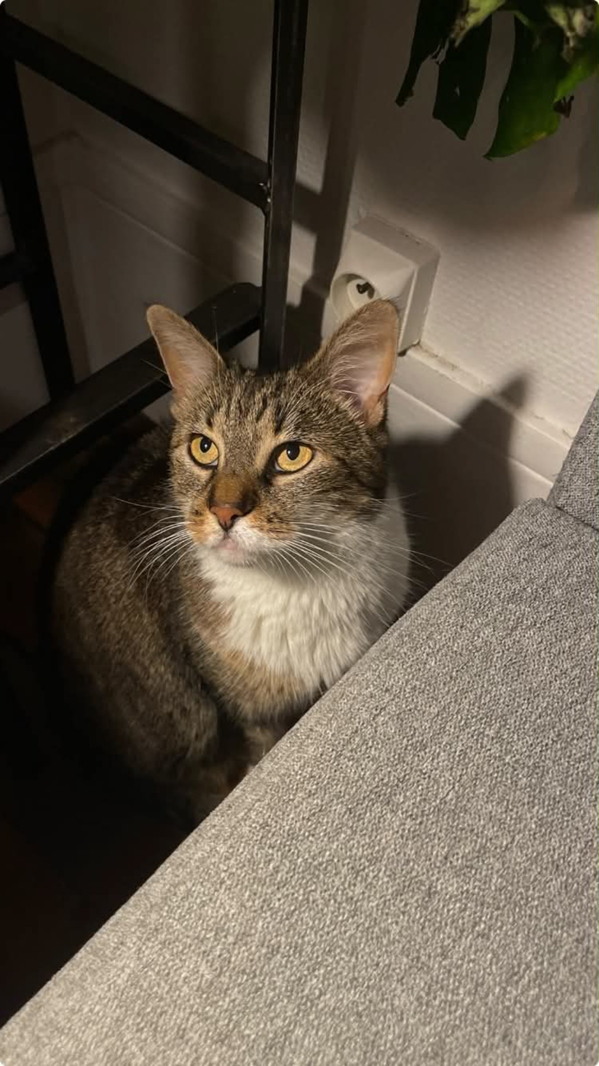 Adoption Faye