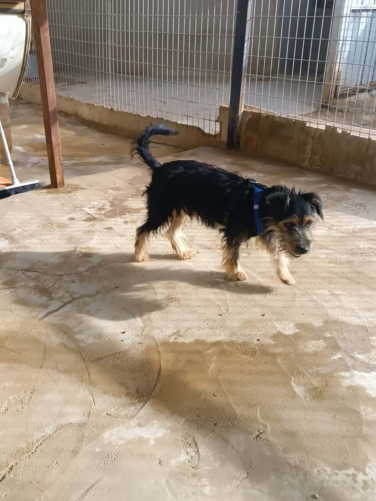 Adoption Blas