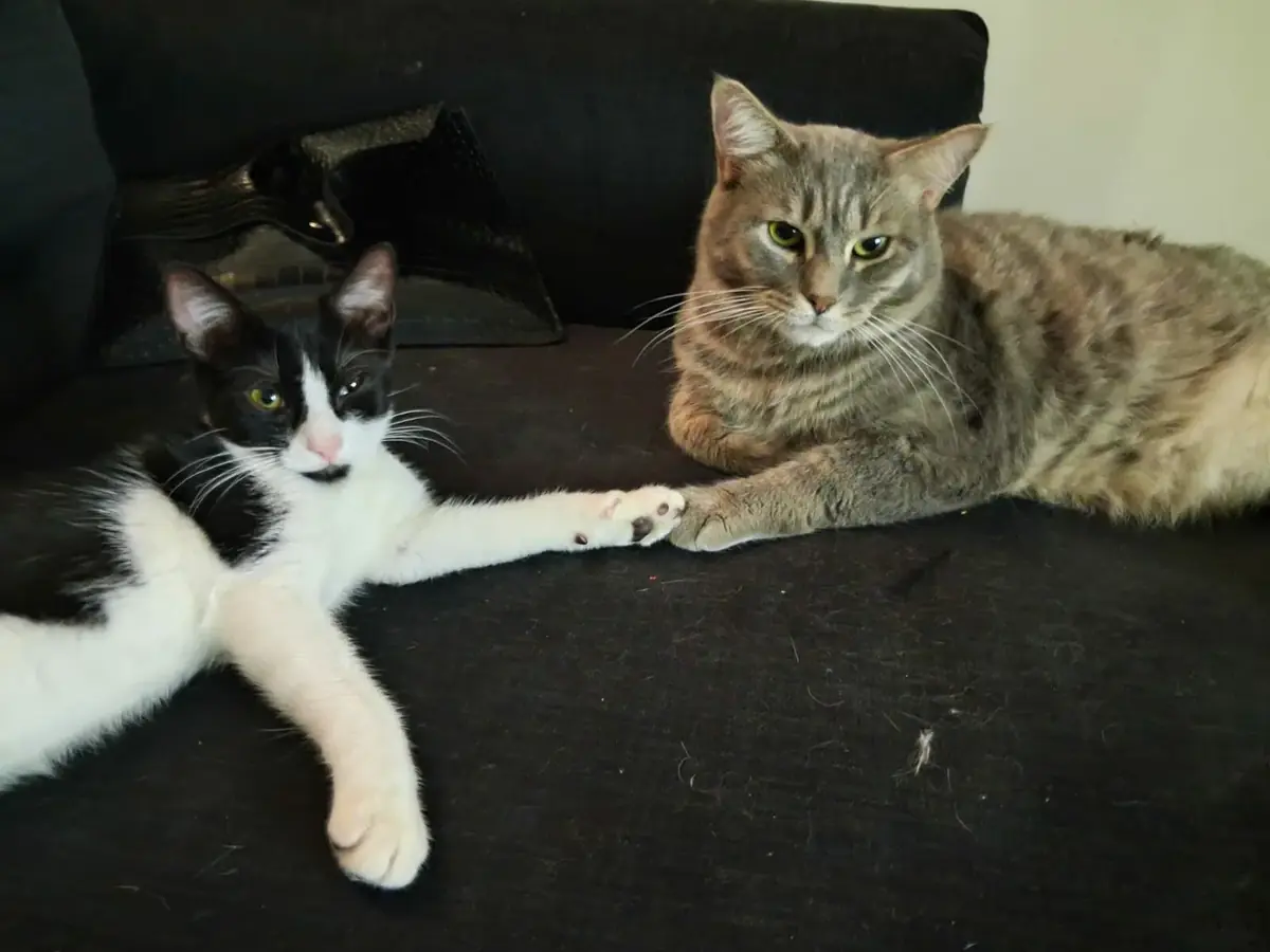 Adoption Harmonie