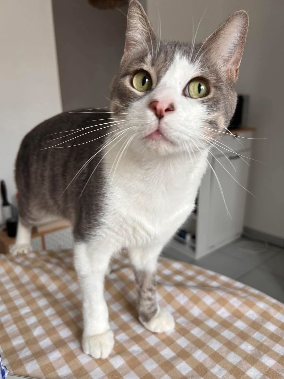 Adoption MIAOUSS