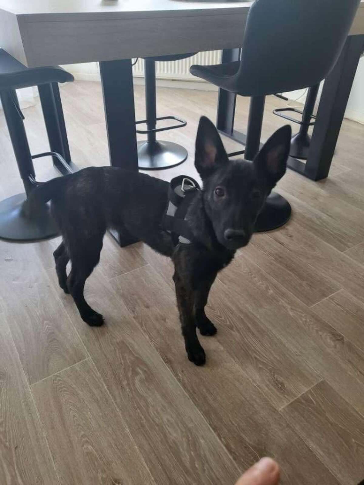 Adoption Akira