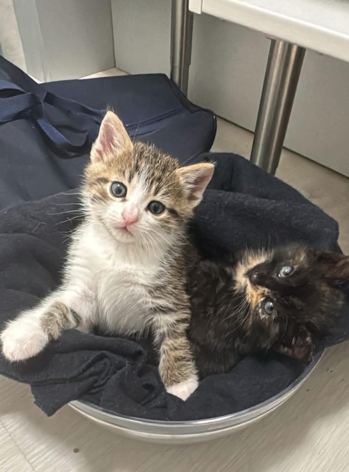 Adoption Spellman et Sabrina 