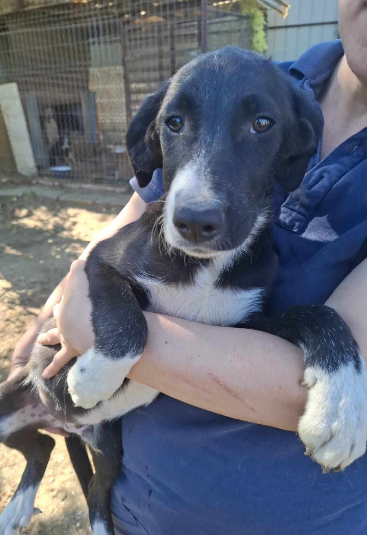Adoption Iago