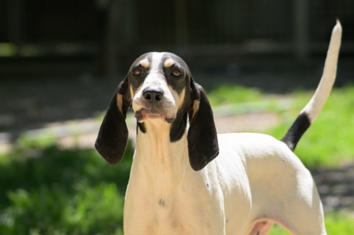Adoption Toto