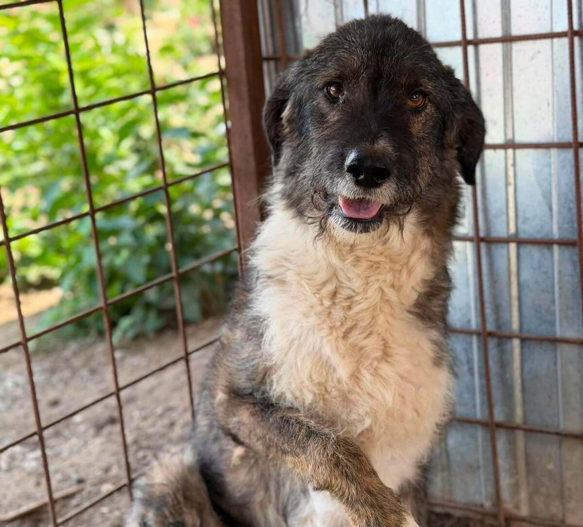 Adoption Pitzo