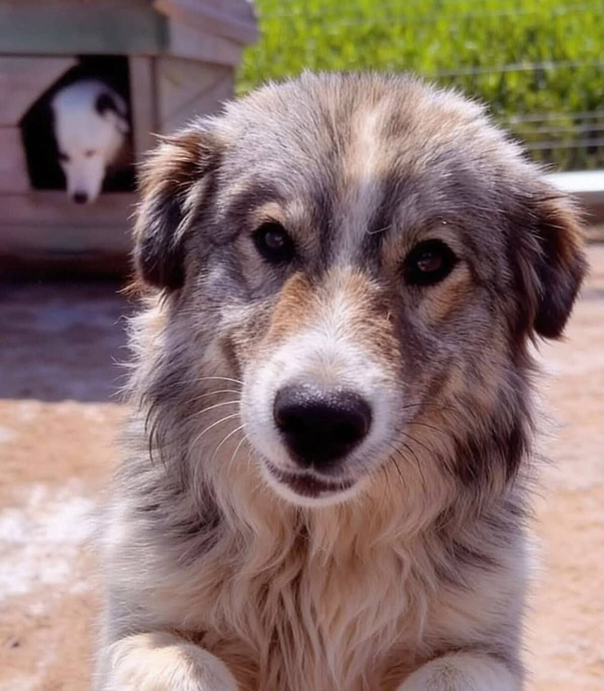 Adoption Saffie