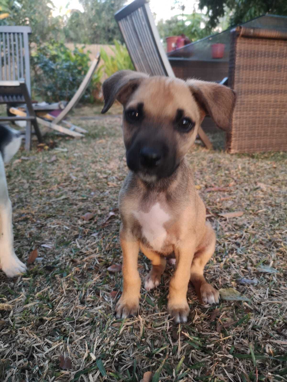 Adoption Milos