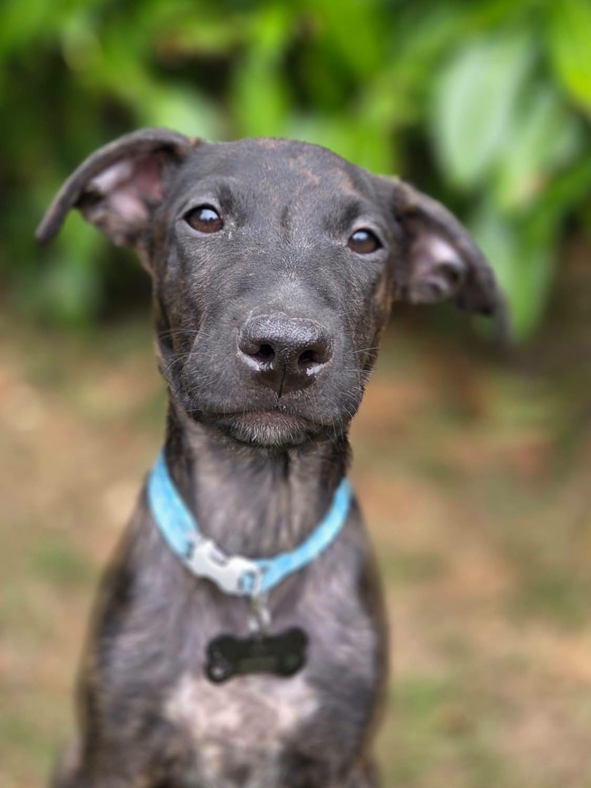 Adoption Kumo