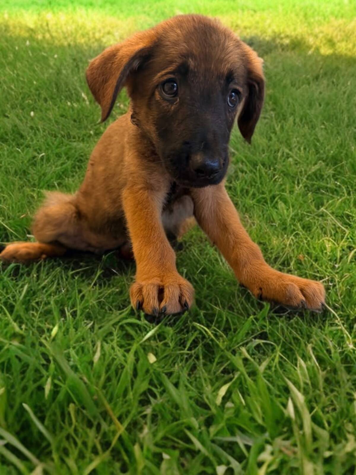 Adoption Tolga