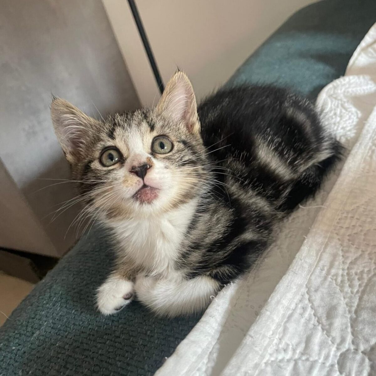 Adoption Oscar