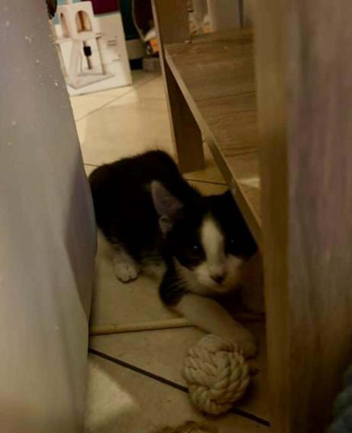 Adoption Charlot