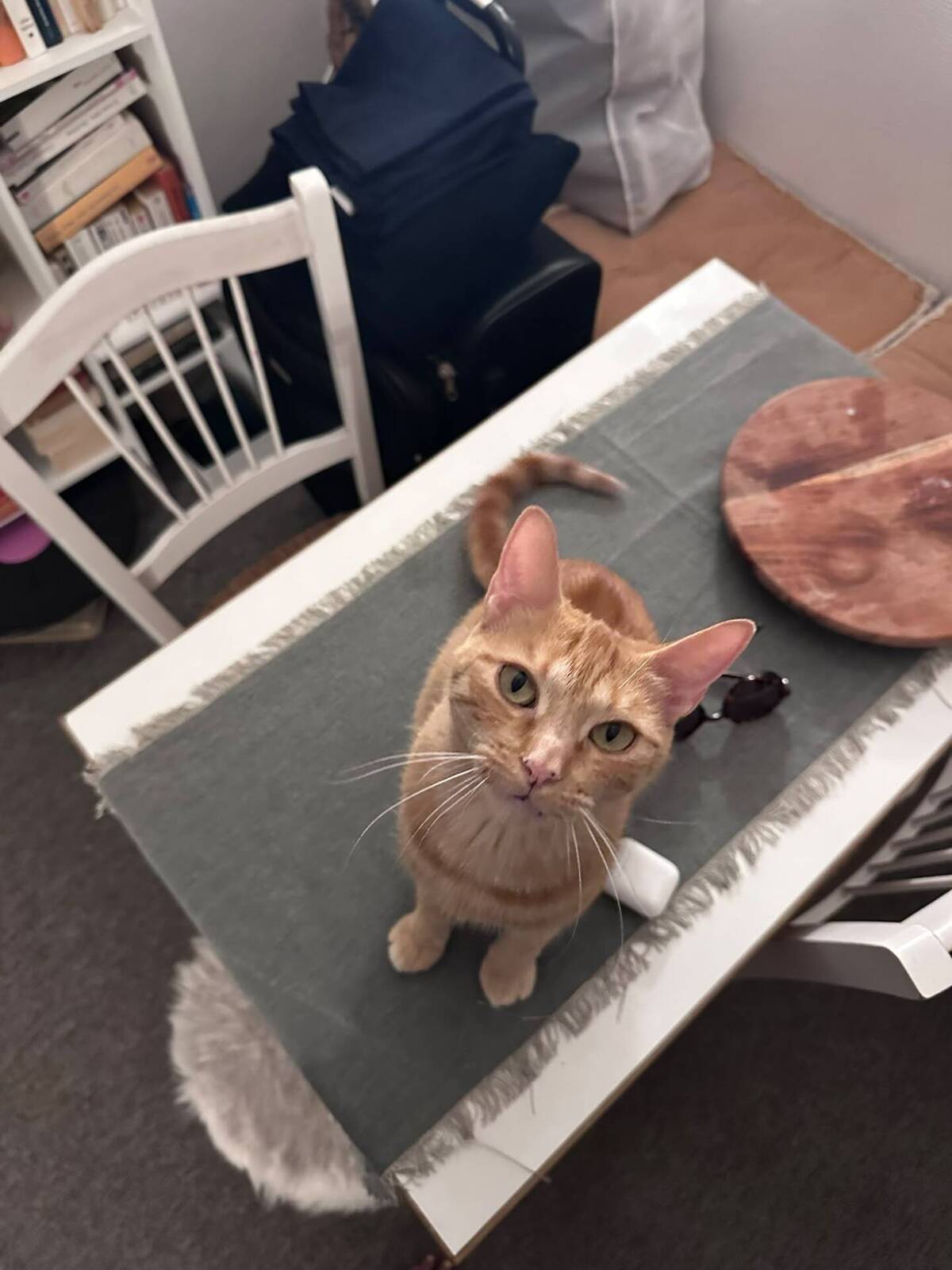 Adoption Lola