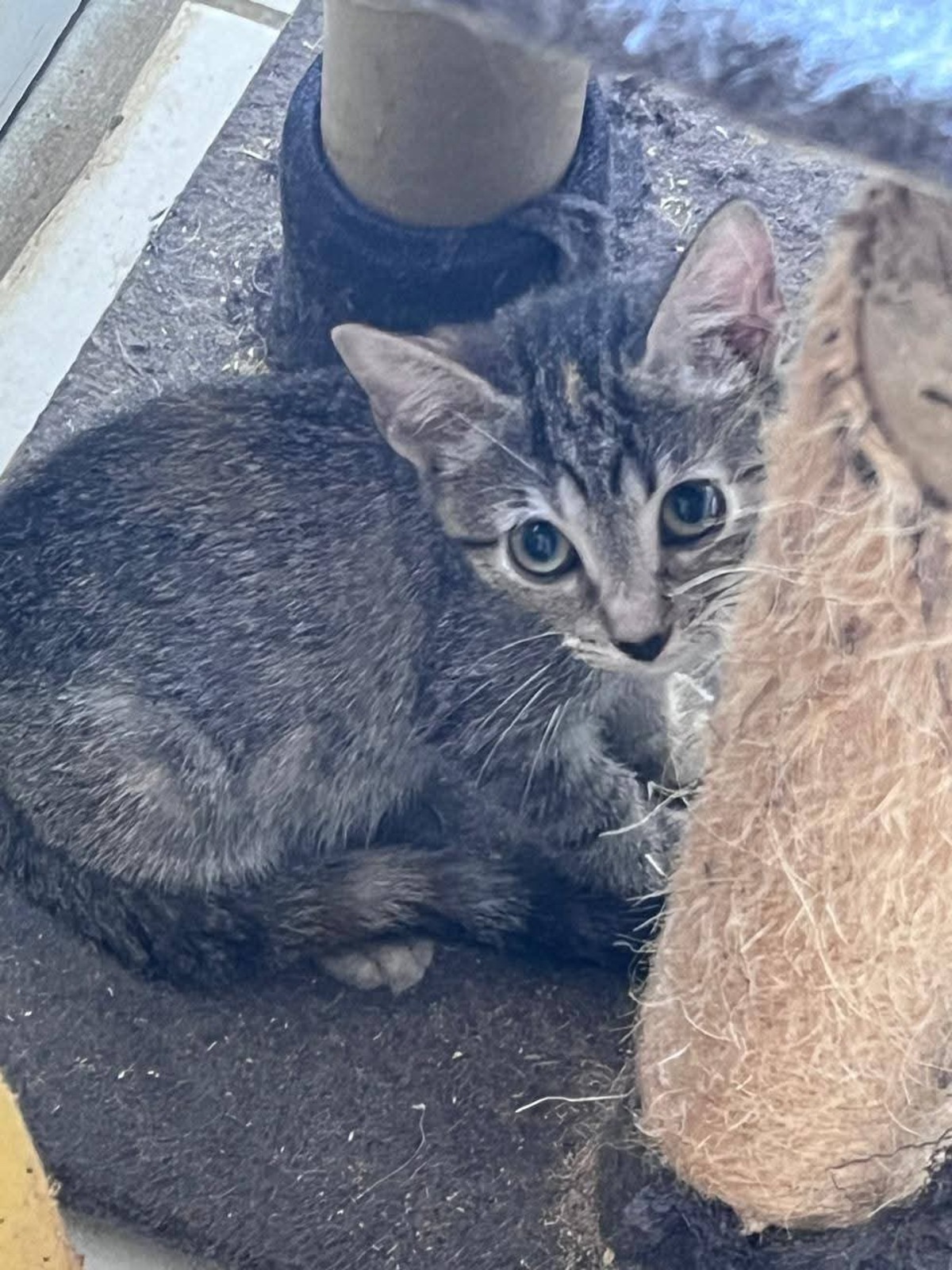 Adoption Kitty