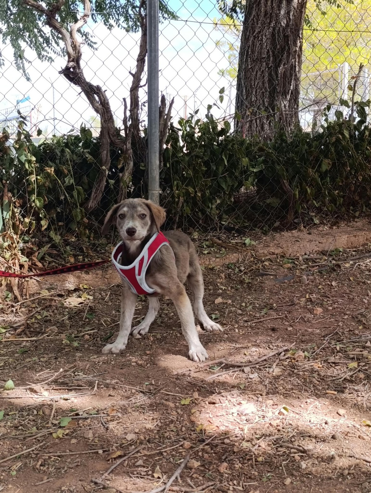 Adoption Emily
