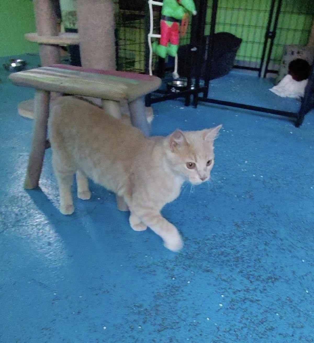 Adoption Mio