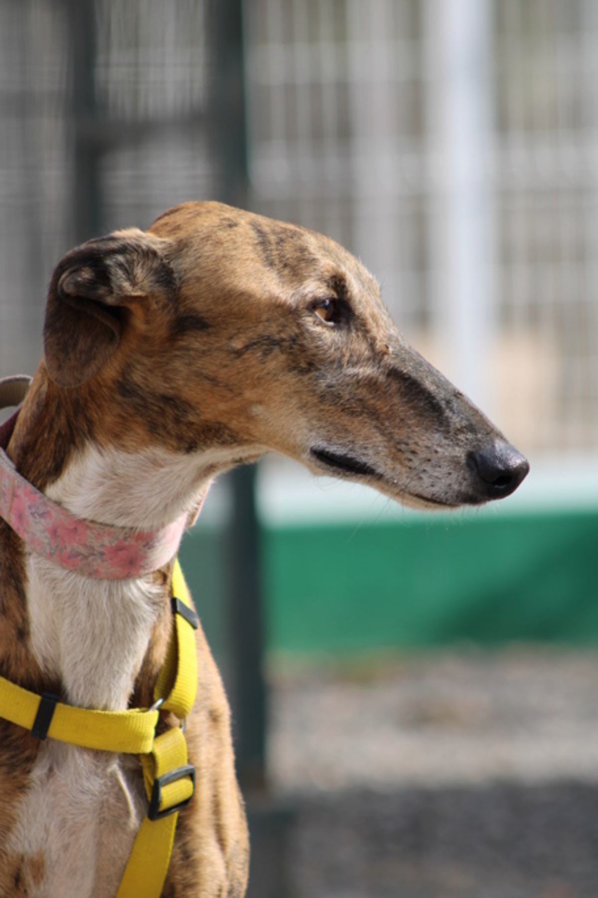 Adoption Romeo