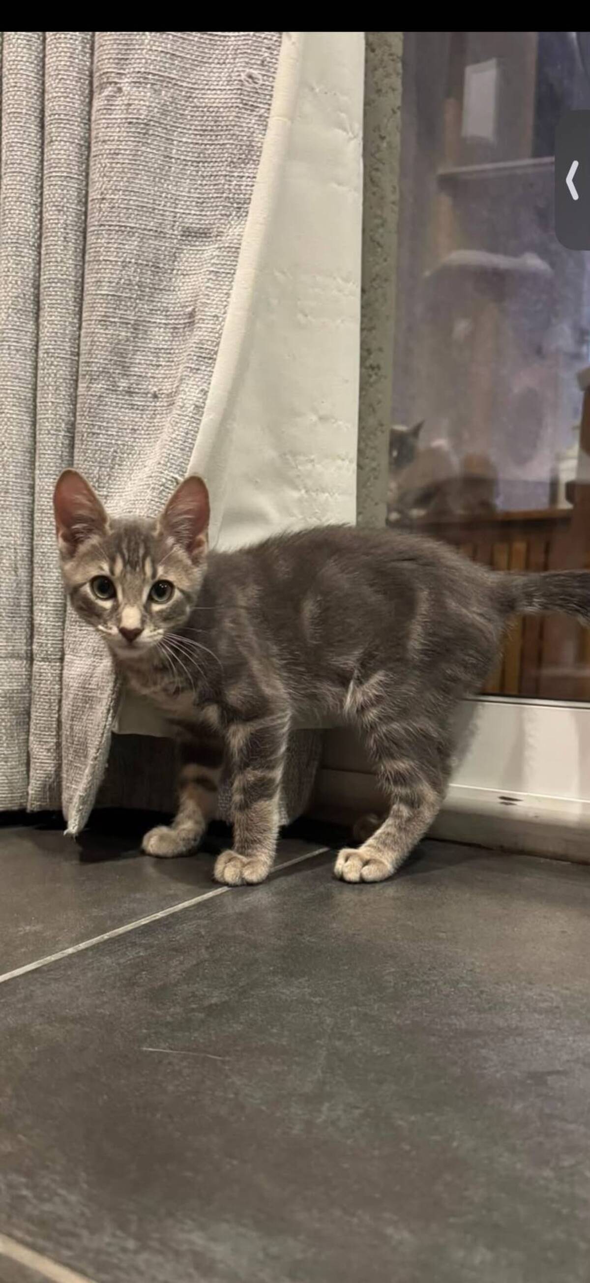 Adoption Belette