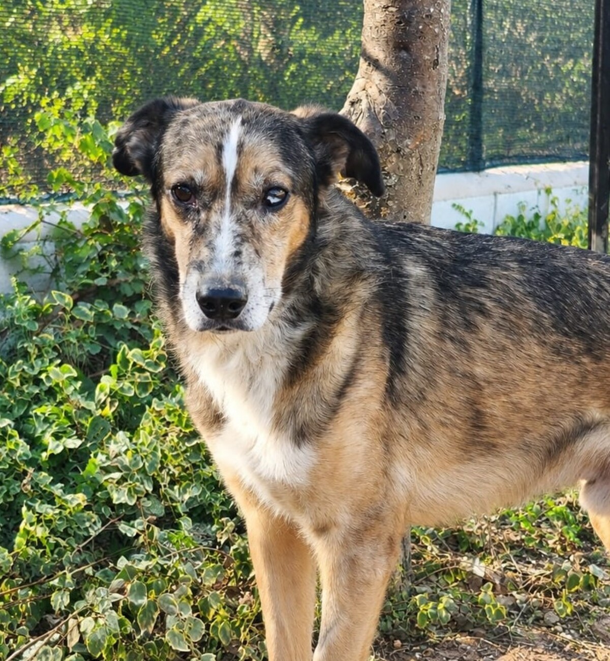 Adoption Ligero