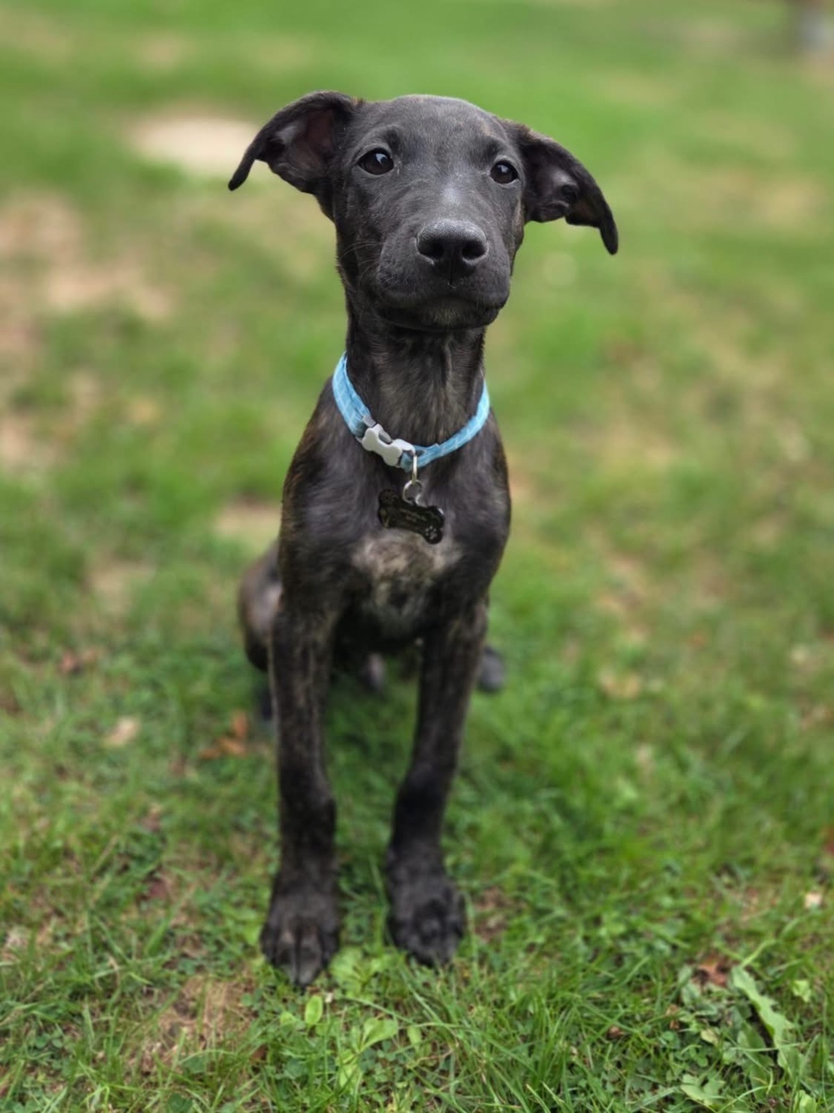 Adoption Kumo