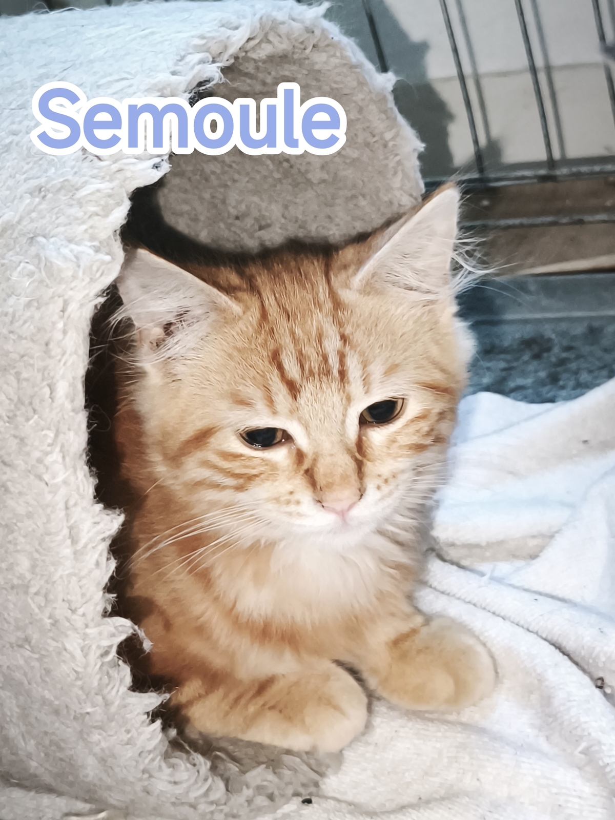 Adoption Semoule