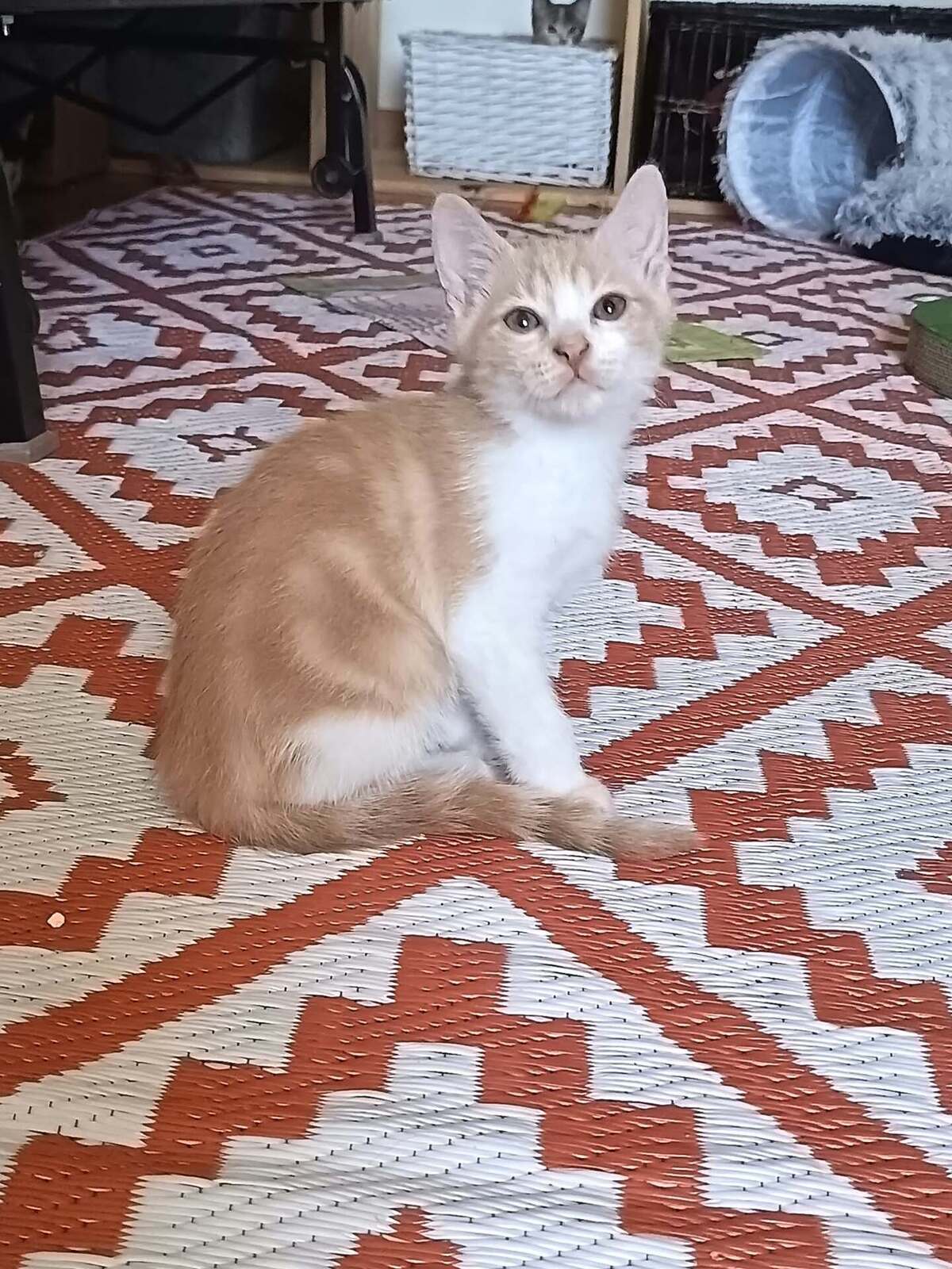 Adoption Héros