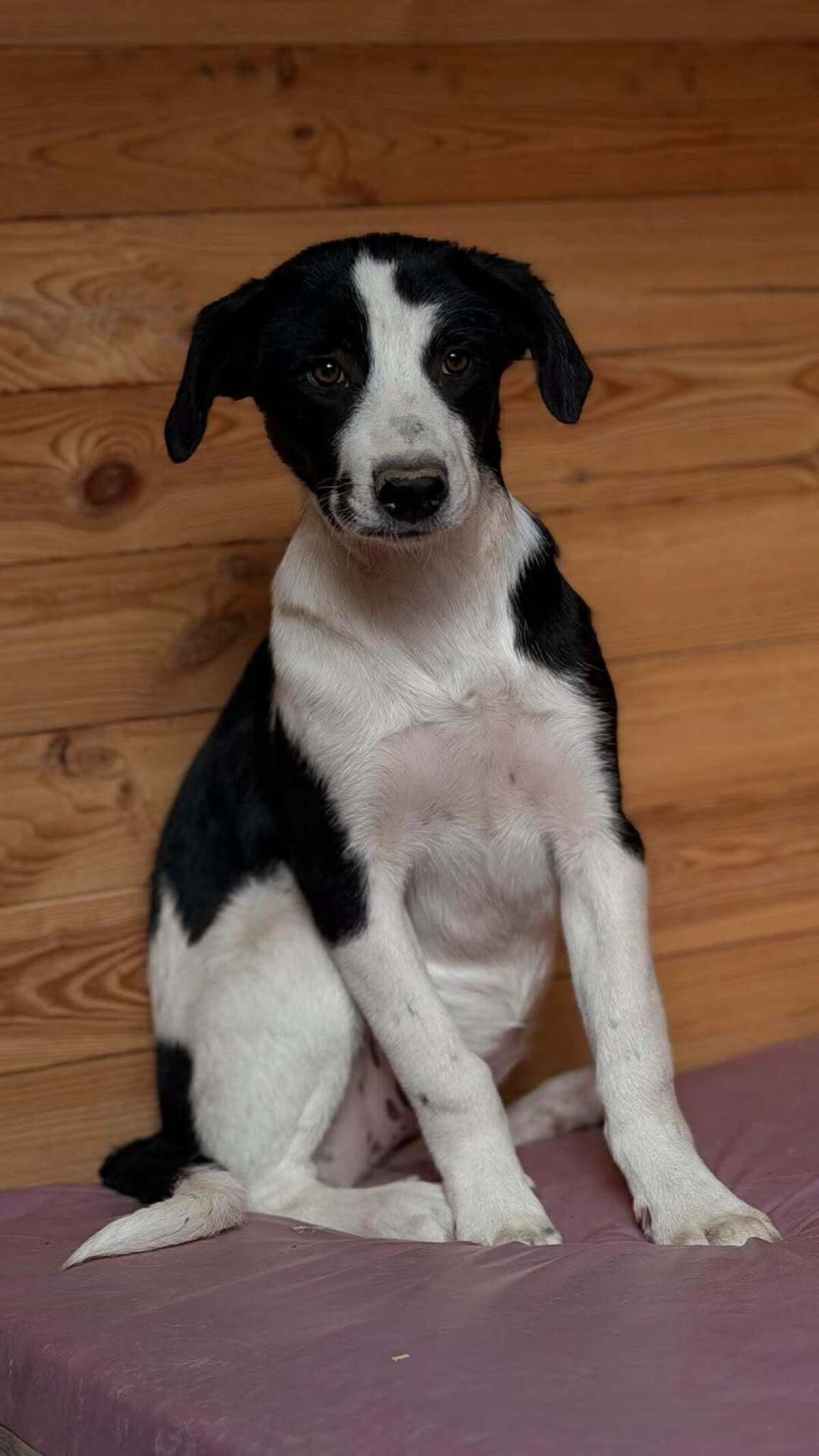 Adoption Comète